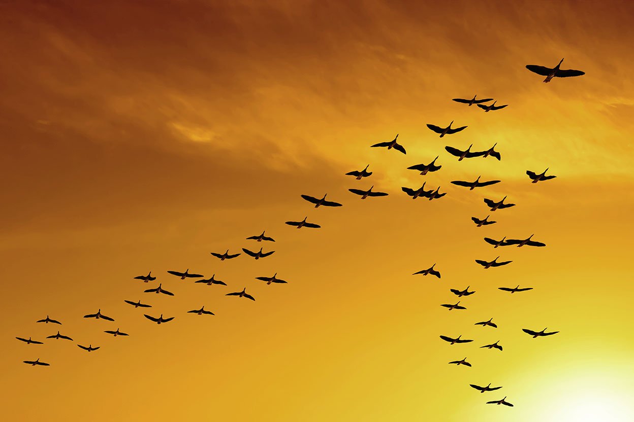 Migrating_Birds